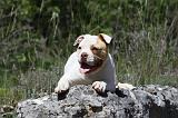 BOULEDOGUE AMERICAIN 033